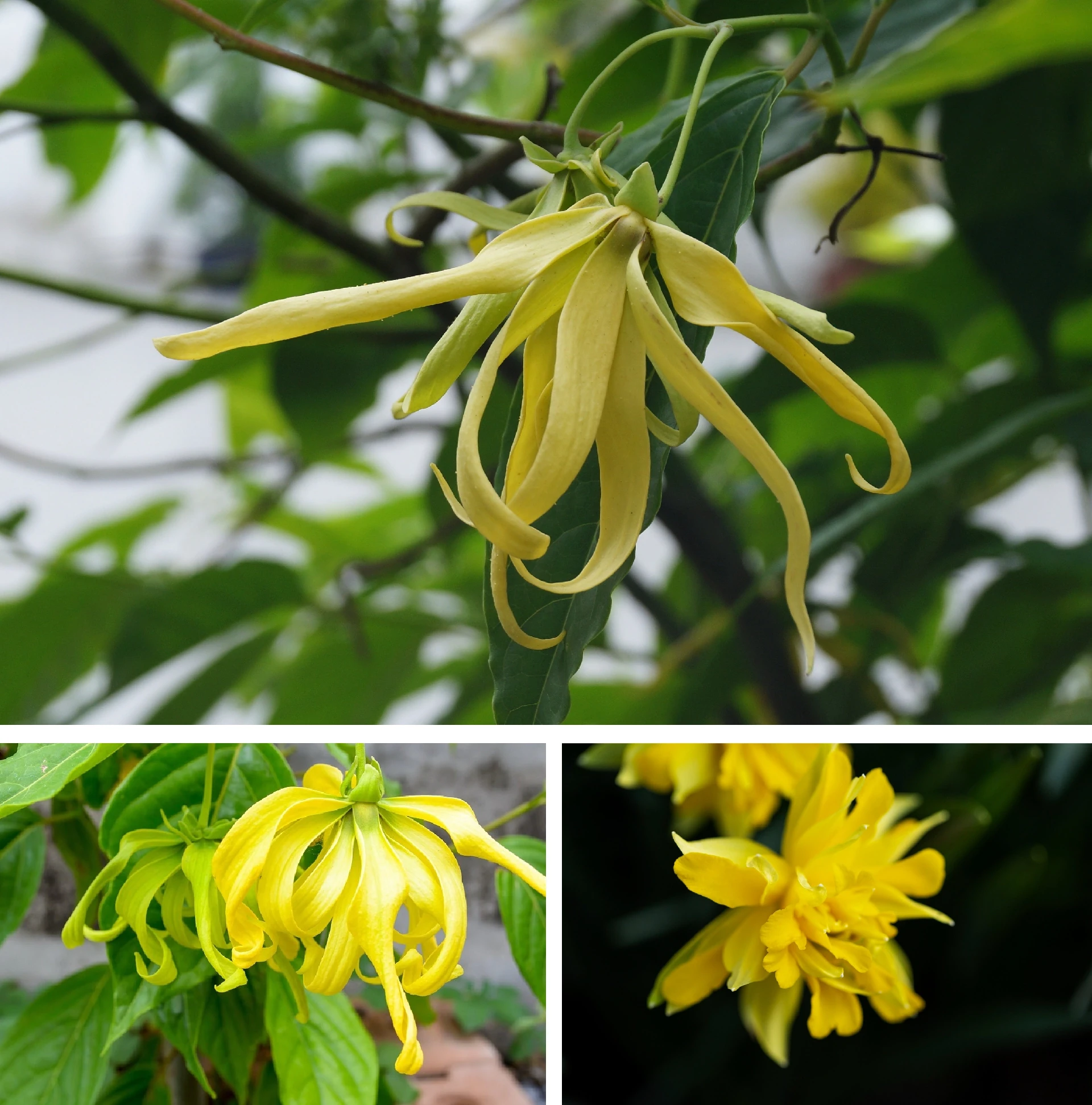 [E-Magazine]: Hương hoàng lan cuối thu