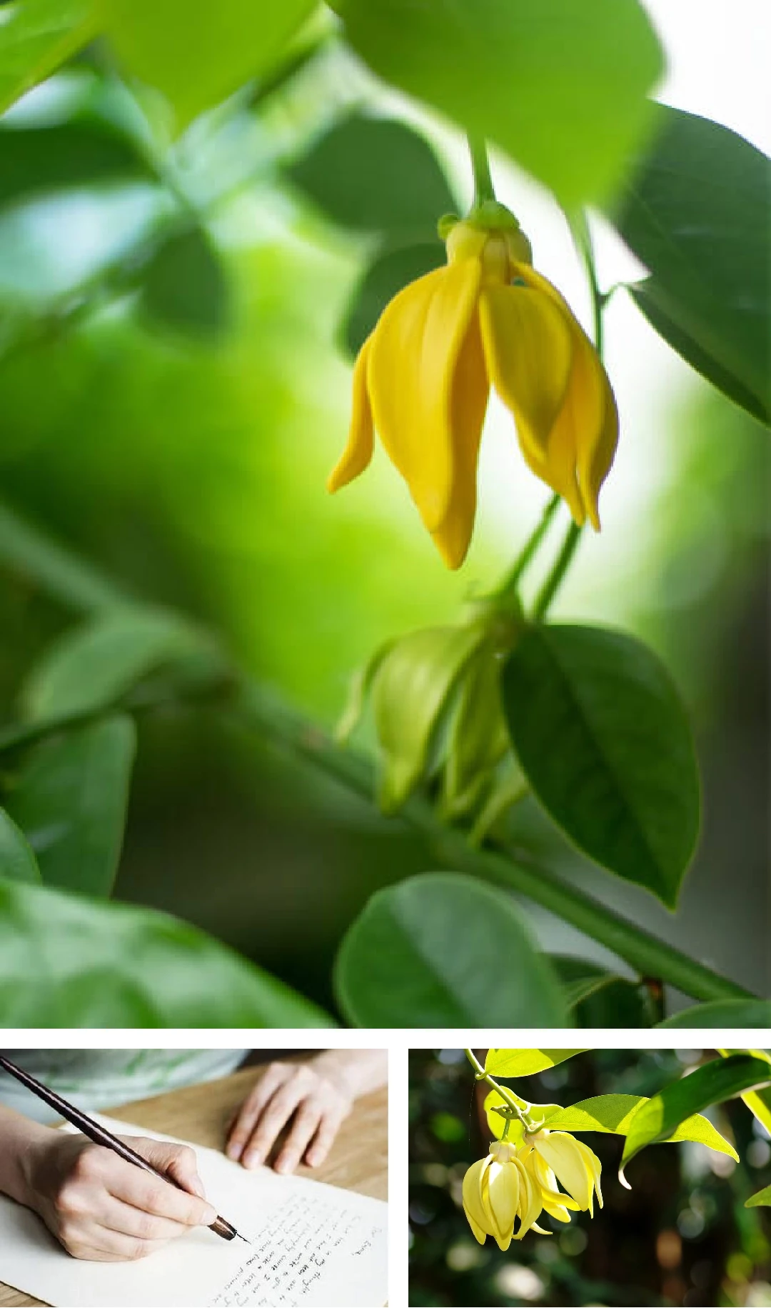 [E-Magazine]: Hương hoàng lan cuối thu