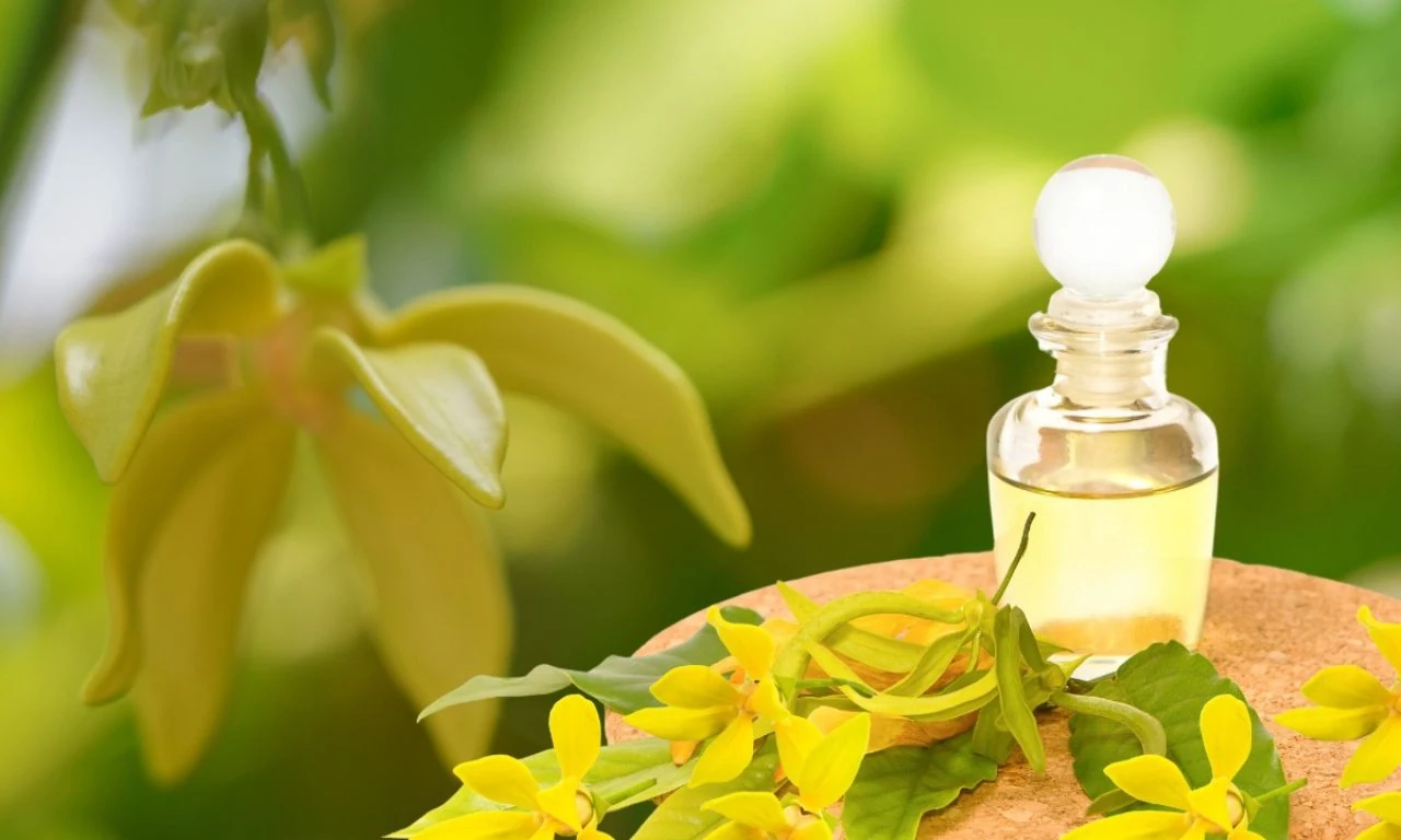 [E-Magazine]: Hương hoàng lan cuối thu