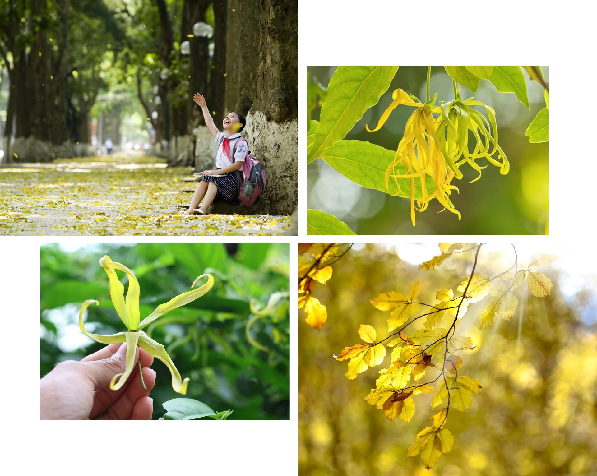 [E-Magazine]: Hương hoàng lan cuối thu