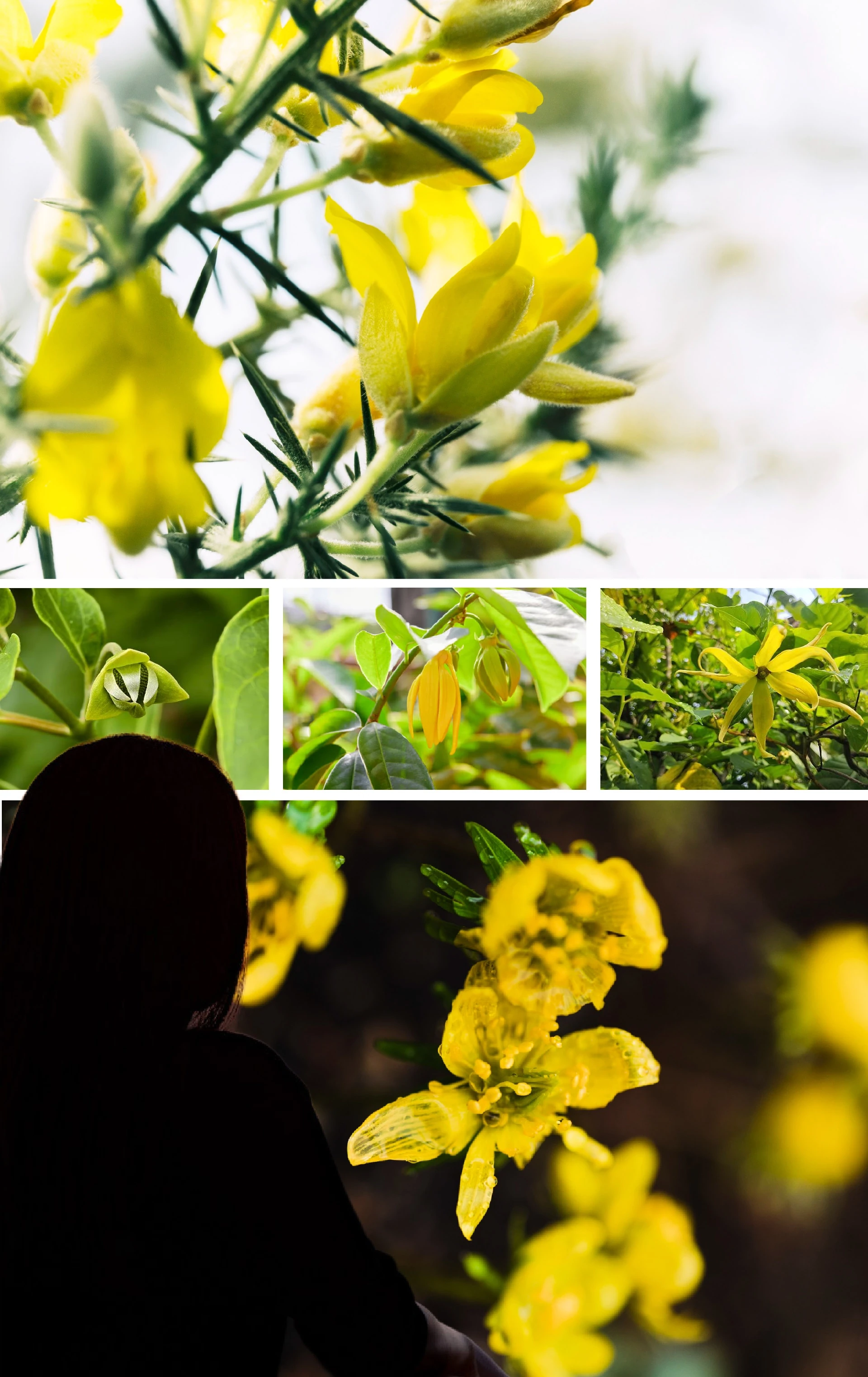 [E-Magazine]: Hương hoàng lan cuối thu