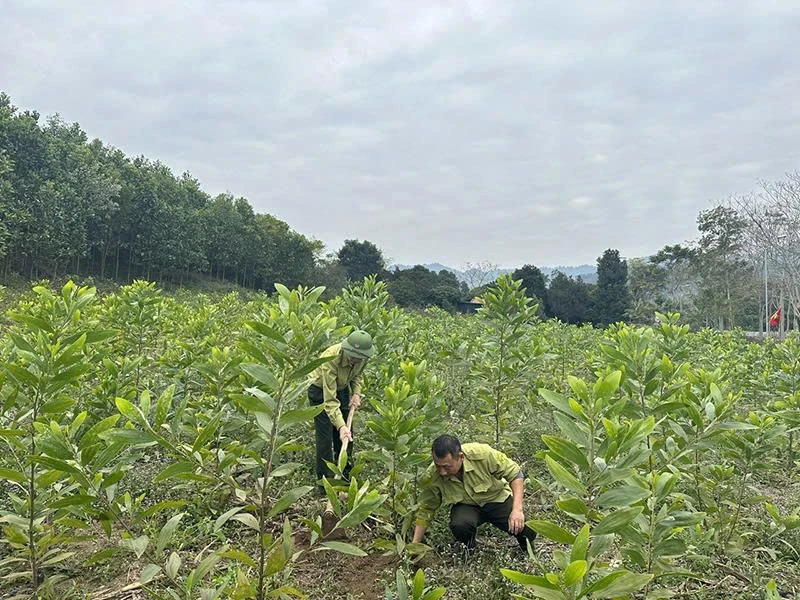 Thanh Kỳ nâng cao hiệu quả bảo vệ gắn phát triển rừng