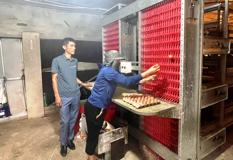 Nông dân áp dụng công nghệ cao vào chăn nuôi gà