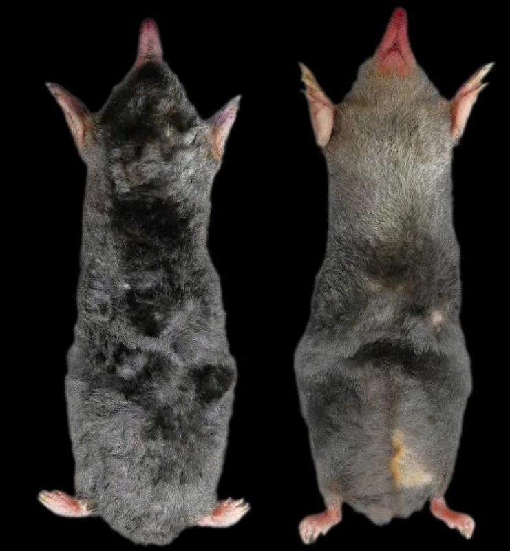 Phát hiện loài chuột chũi chưa từng được ghi nhận trên thế giới tại Thanh Hóa