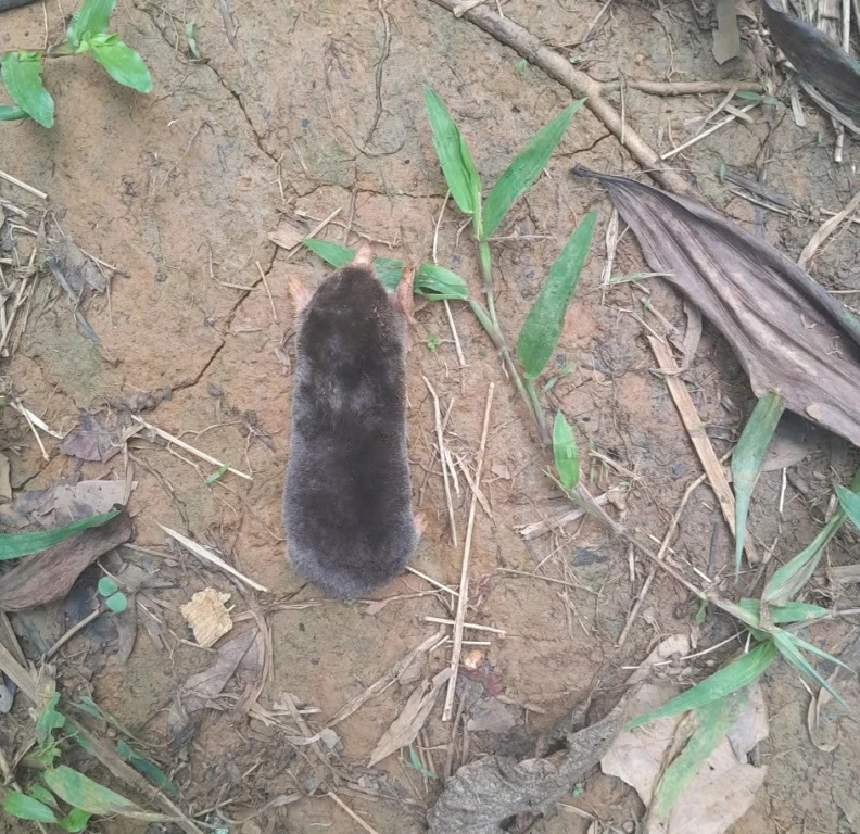 Phát hiện loài chuột chũi chưa từng được ghi nhận trên thế giới tại Thanh Hóa