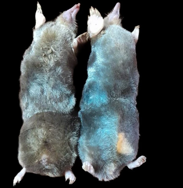 Phát hiện loài chuột chũi chưa từng được ghi nhận trên thế giới tại Thanh Hóa