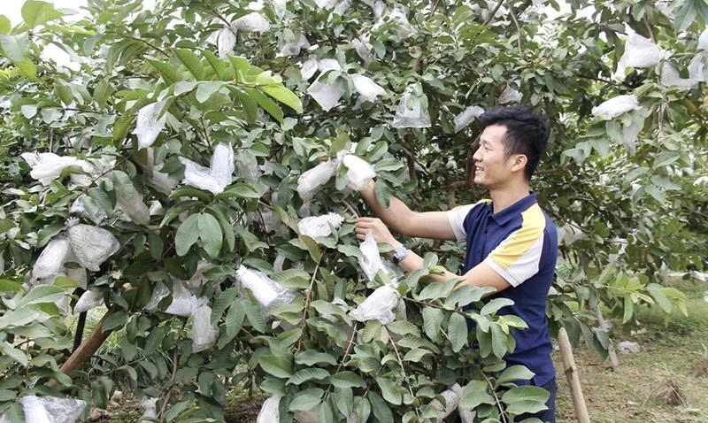 Phát triển nông nghiệp theo hướng sản xuất hàng hóa, nâng tiêu chí thu nhập trong XDNTM