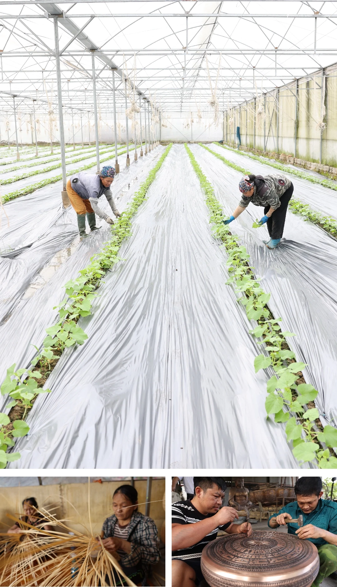 [E - Magazine] Phong trào Nông dân SXKD giỏi - sức lan tỏa bền vững của nông dân Thanh Hóa