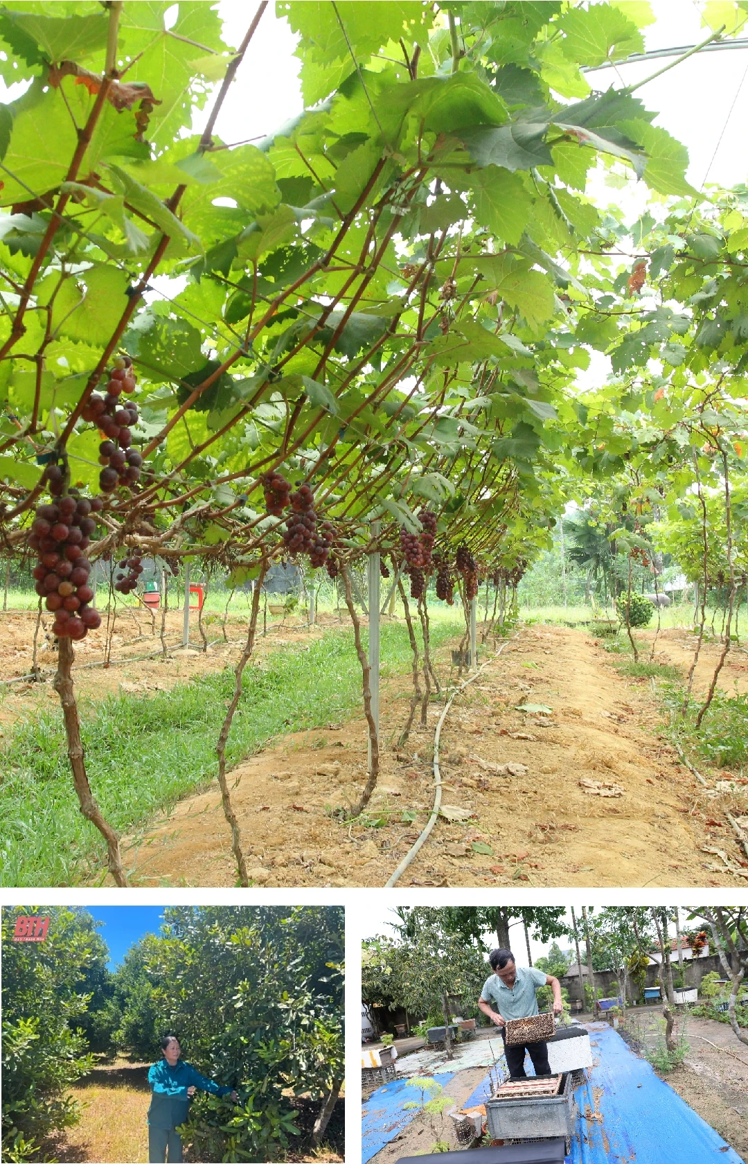 [E - Magazine] Phong trào Nông dân SXKD giỏi - sức lan tỏa bền vững của nông dân Thanh Hóa