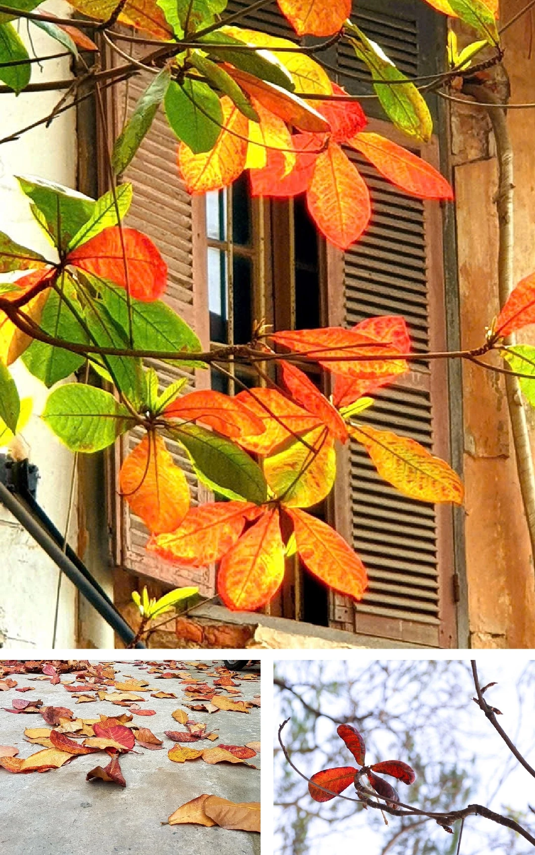 [E-Magazine]: Đông về, gọi yêu thương vọng lại