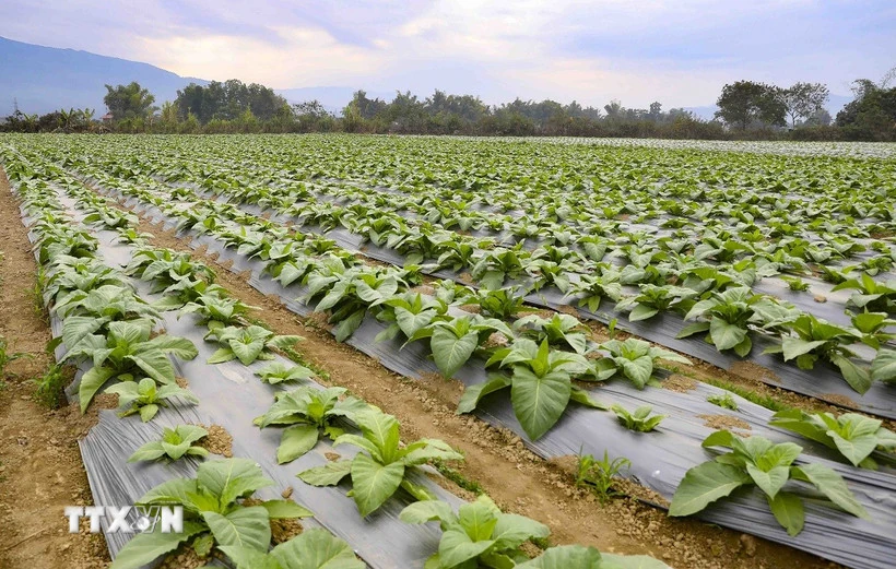 Kéo dài thời hạn miễn thuế sử dụng đất nông nghiệp đến hết năm 2030