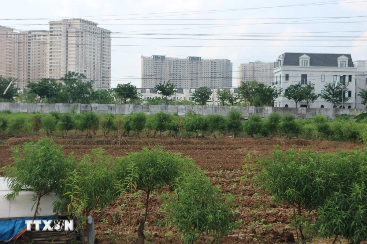 Kéo dài thời hạn miễn thuế sử dụng đất nông nghiệp đến hết năm 2030