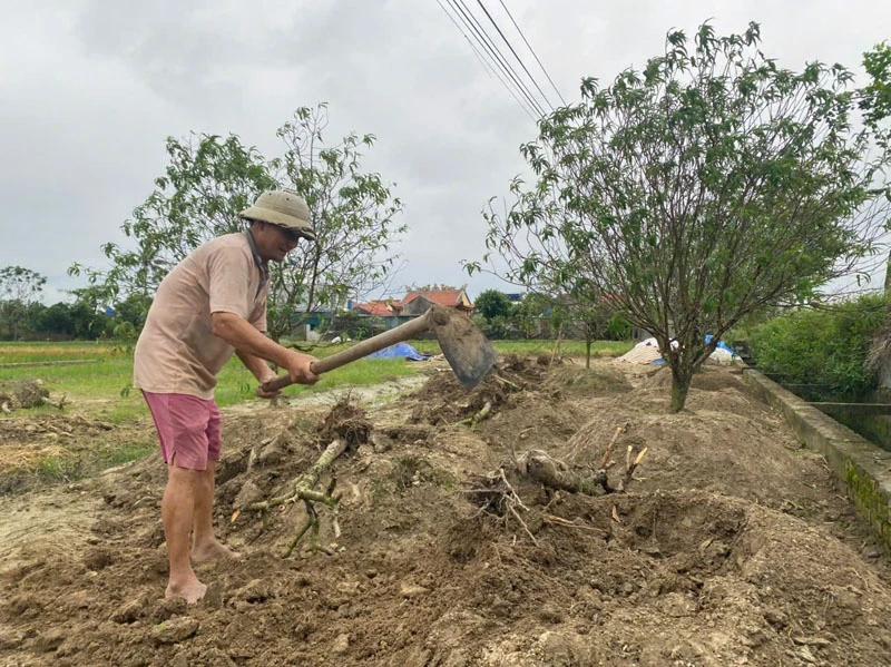 Nông dân Quảng Chính gồng mình sau bão