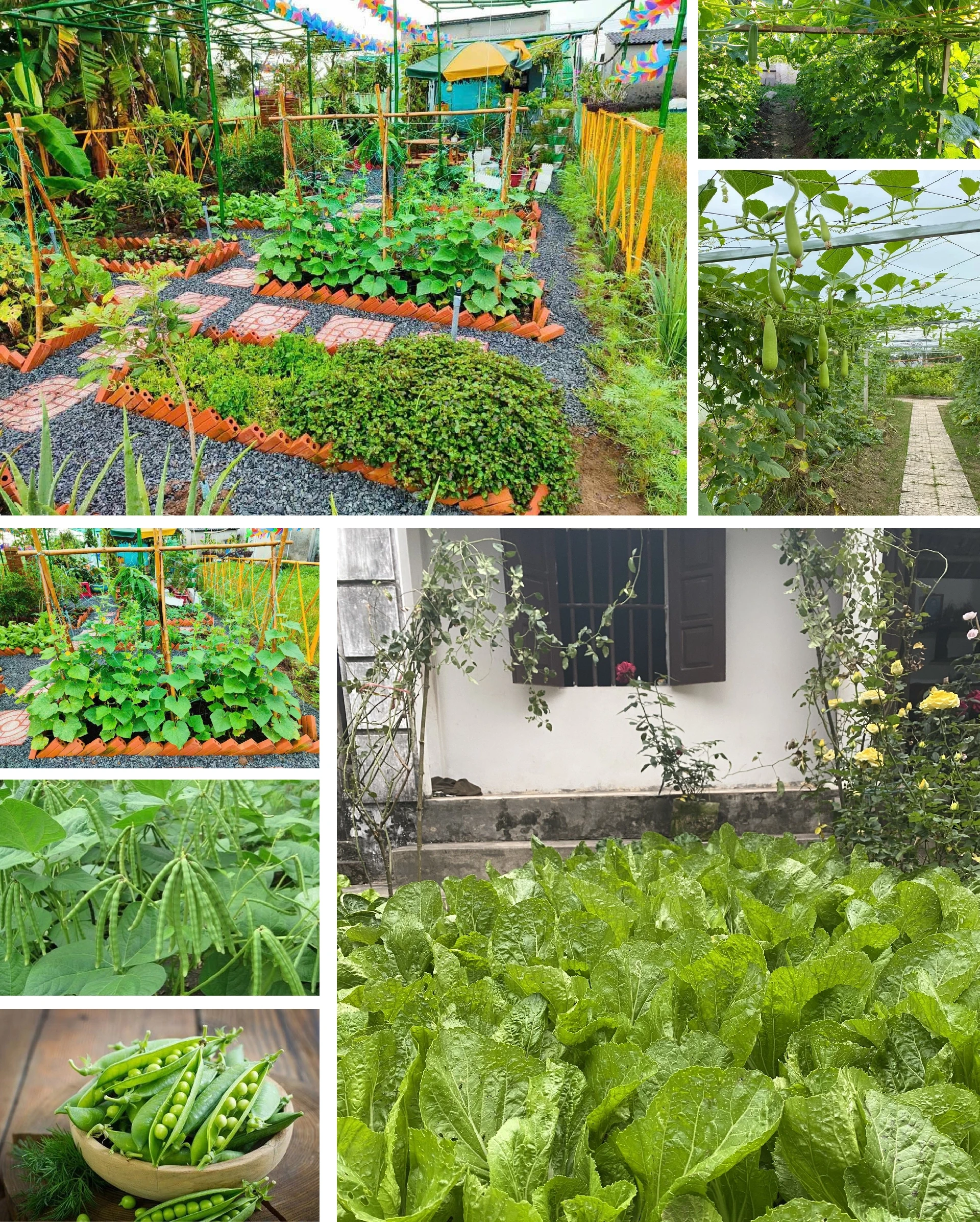 [E-Magazine]: Thơm theo mùa heo may ủ sương