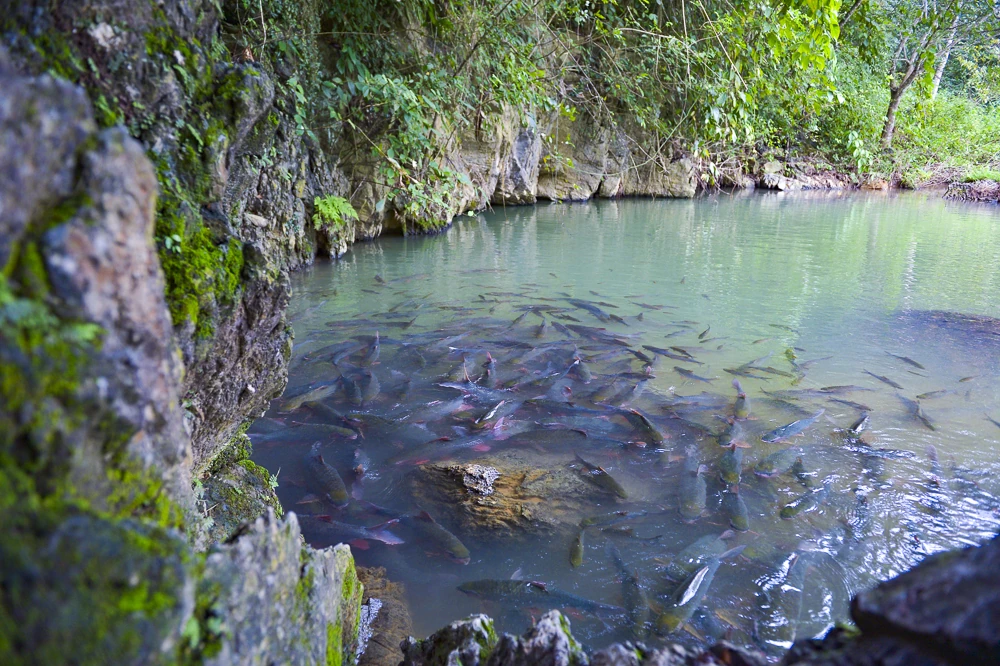 Bí ẩn hang cá thần giữa đại ngàn xứ Thanh