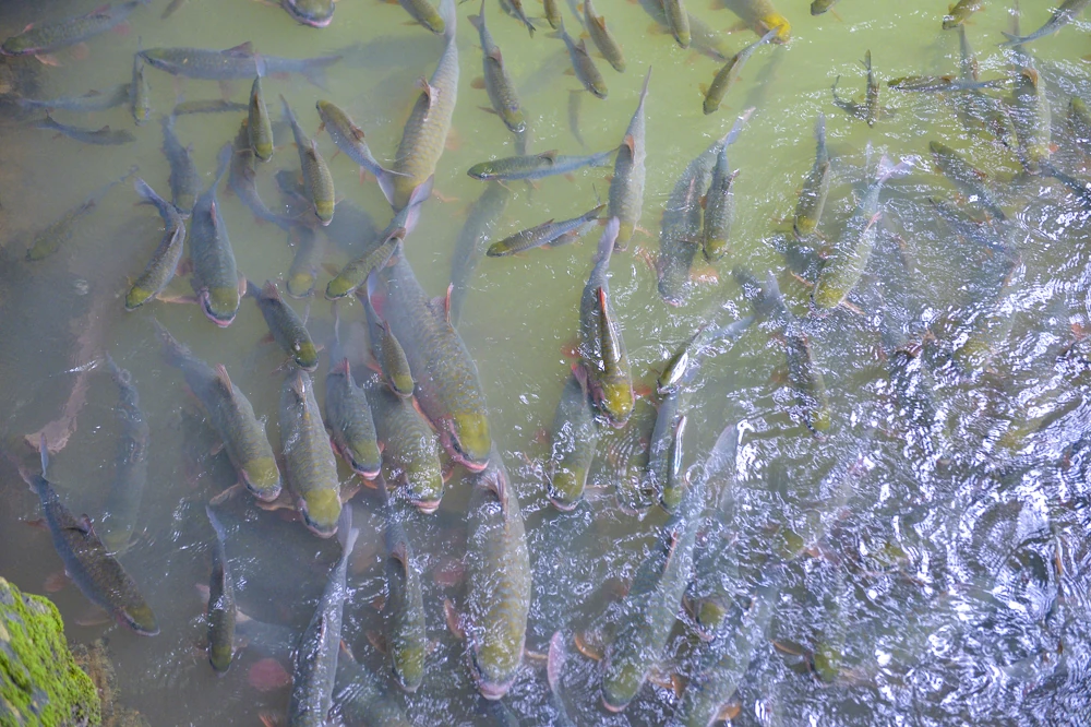 Bí ẩn hang cá thần giữa đại ngàn xứ Thanh