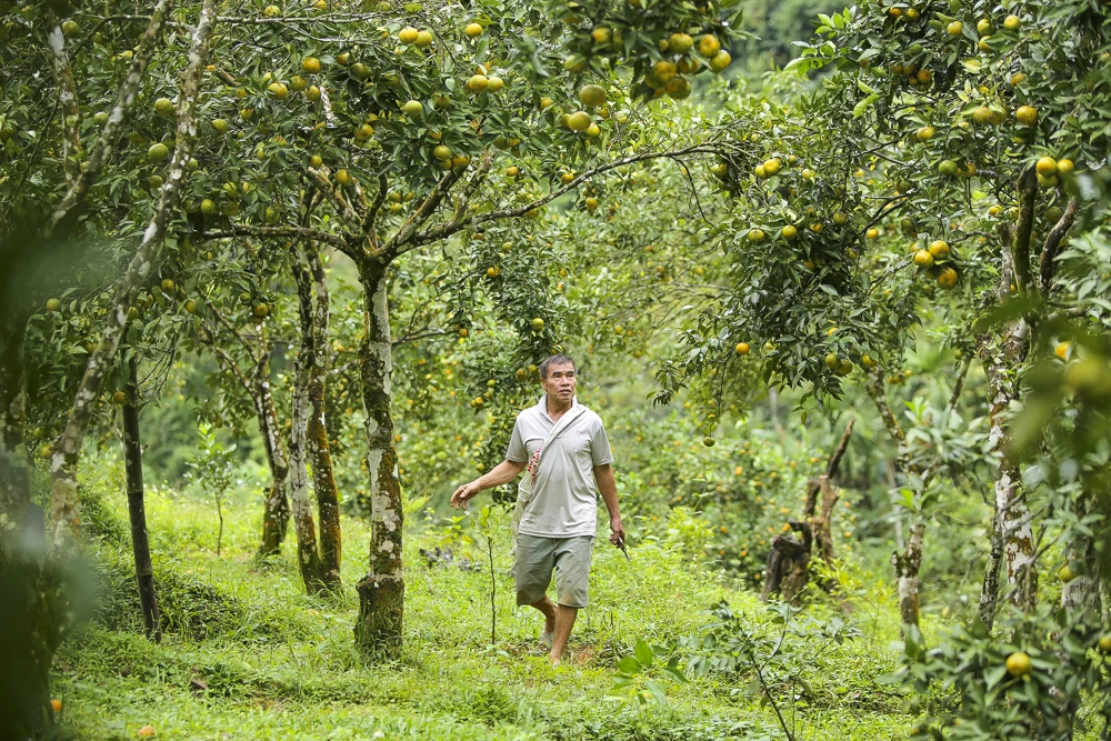 Cam, quýt Pù Luông, cây thoát nghèo của người vùng cao