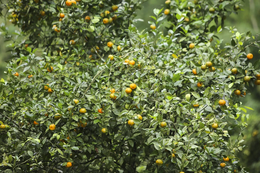 Cam, quýt Pù Luông, cây thoát nghèo của người vùng cao