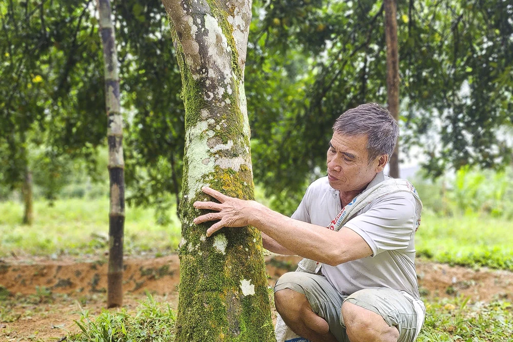Cam, quýt Pù Luông, cây thoát nghèo của người vùng cao
