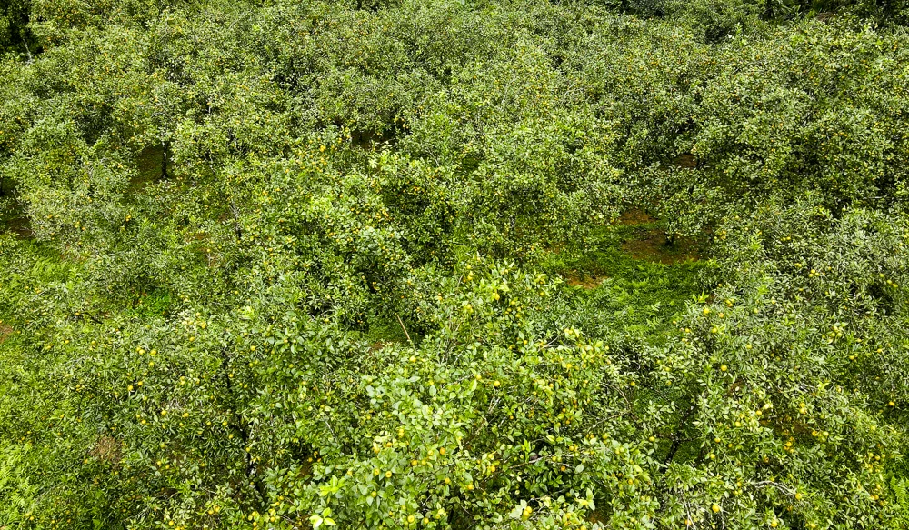 Cam, quýt Pù Luông, cây thoát nghèo của người vùng cao