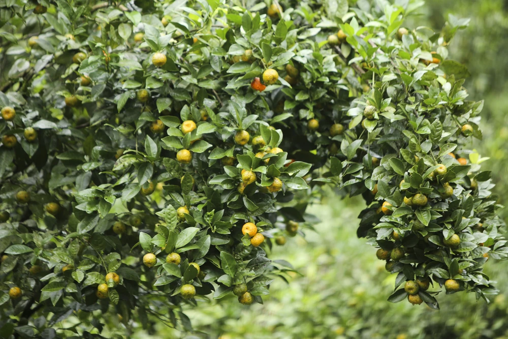 Cam, quýt Pù Luông, cây thoát nghèo của người vùng cao