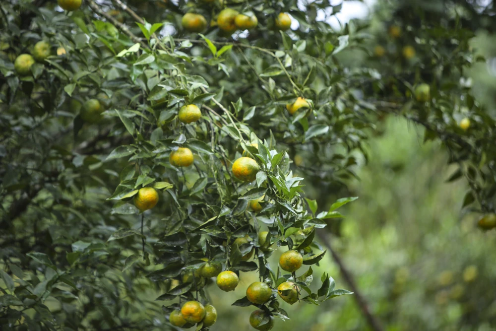 Cam, quýt Pù Luông, cây thoát nghèo của người vùng cao
