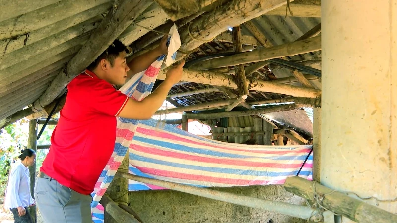 Chủ động phòng chống đói, rét cho đàn trâu bò