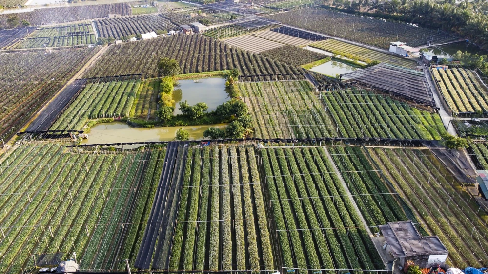 Nông dân làng hoa lớn nhất Thanh Hóa tất bật chăm vụ Tết