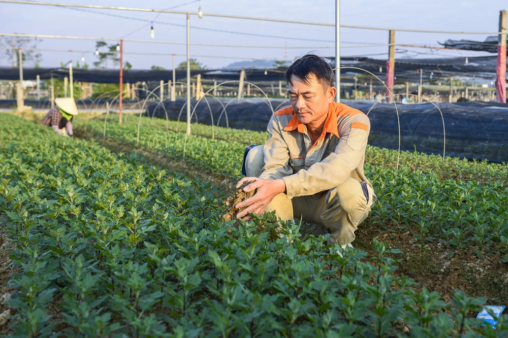 Nông dân làng hoa lớn nhất Thanh Hóa tất bật chăm vụ Tết