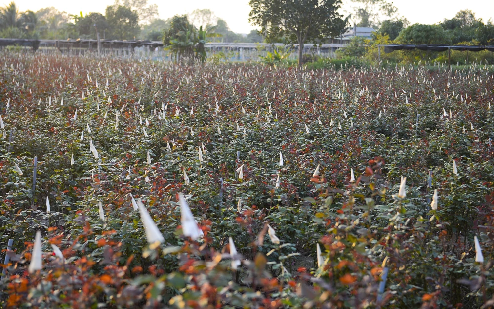 Nông dân làng hoa lớn nhất Thanh Hóa tất bật chăm vụ Tết