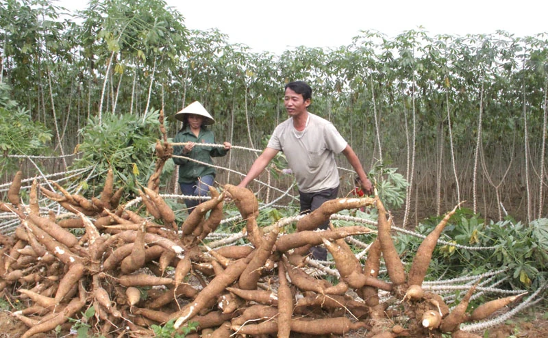 Phát triển chuỗi giá trị cây sắn theo hướng bền vững