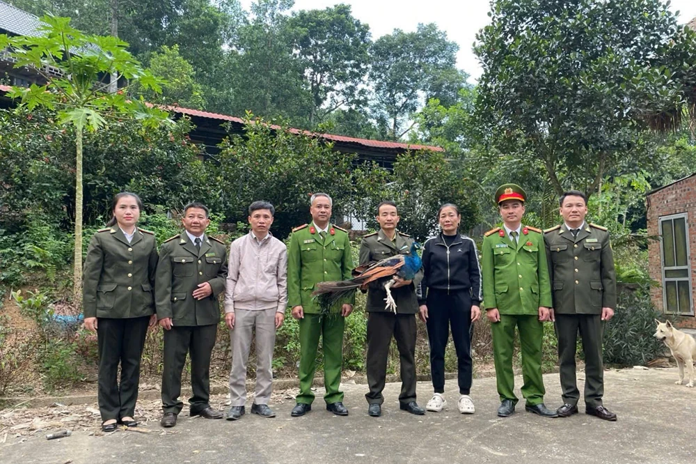 3 cá thể động vật nguy cấp, quý hiếm được người dân giao nộp