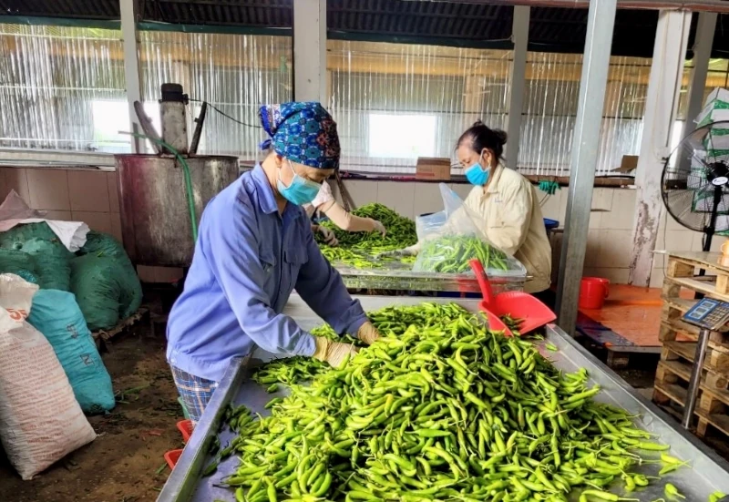 Vụ đông năm 2025-2026: Nhiều khởi sắc và thử thách (Bài 2): Giá nông sản tăng chóng mặt và sức ép quản lý các chuỗi cung ứng