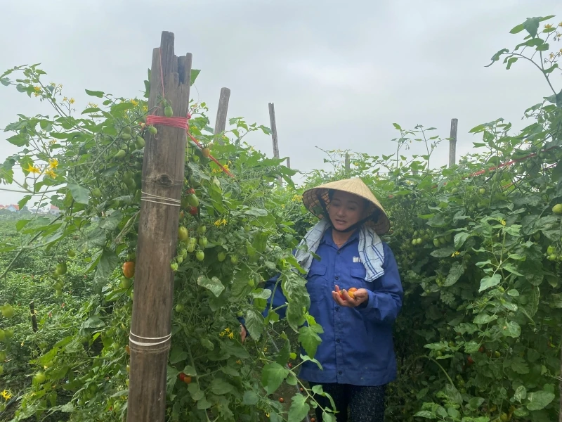 Vụ đông năm 2025-2026: Nhiều khởi sắc và thử thách (Bài 2): Giá nông sản tăng chóng mặt và sức ép quản lý các chuỗi cung ứng