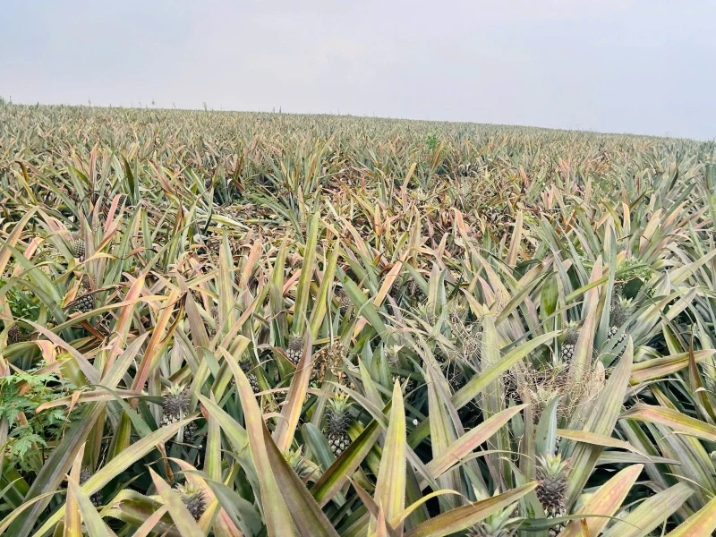 Xác định nguyên nhân bước đầu khiến 500ha dứa bỗng nhiên héo úa, chết hàng loạt