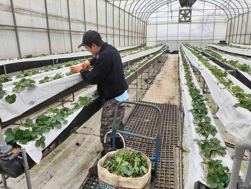 Xuất khẩu lao động: Những mảng màu sáng - tối