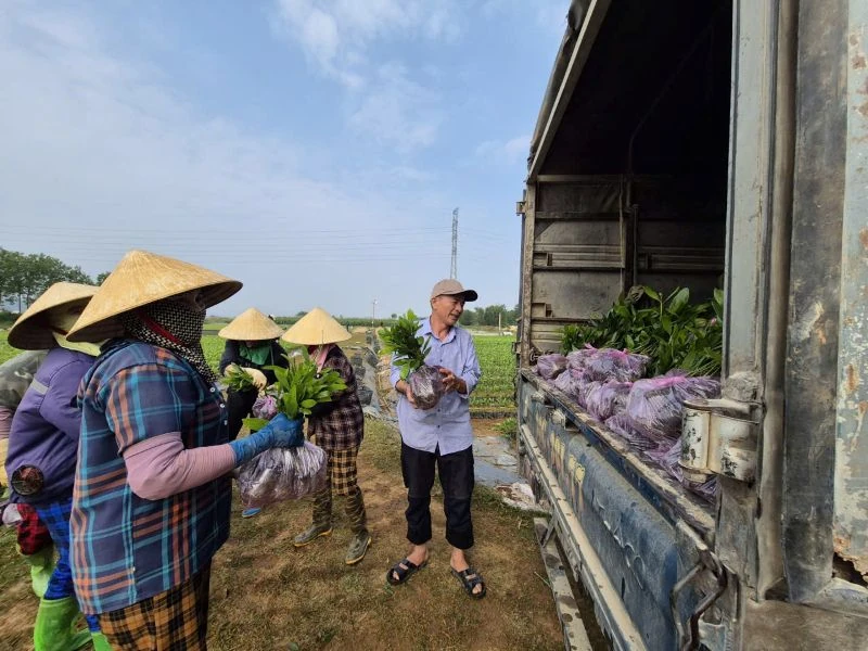 Keo giống “sốt giá”, làng ươm cây khấp khởi gối vụ