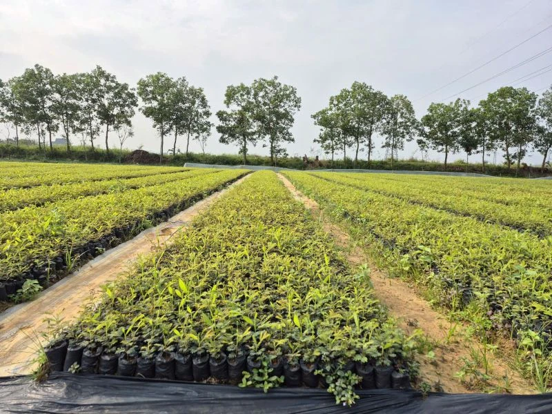 Keo giống “sốt giá”, làng ươm cây khấp khởi gối vụ