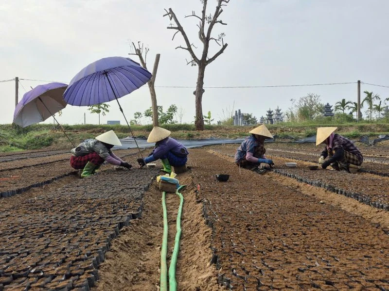 Keo giống “sốt giá”, làng ươm cây khấp khởi gối vụ