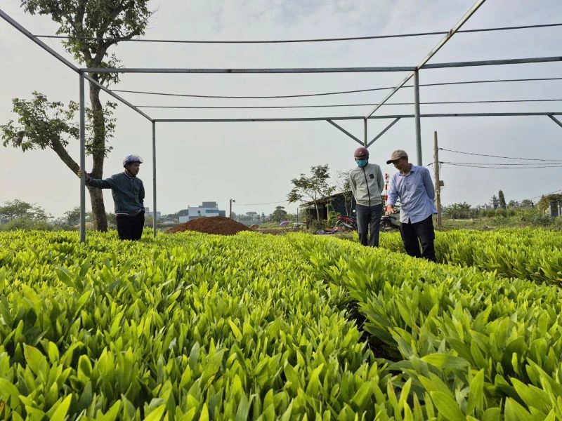 Keo giống “sốt giá”, làng ươm cây khấp khởi gối vụ