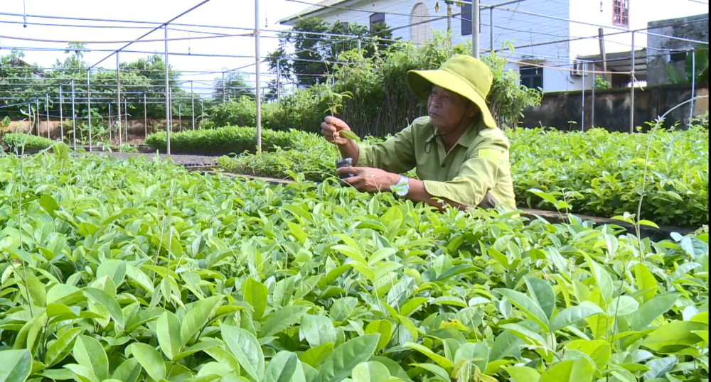 Bảo tồn, phát triển giống cây trồng nguồn gốc bản địa