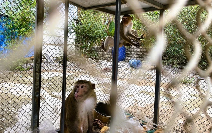 Vận động người dân giao nộp 2 cá thể khỉ thuộc loài quý hiếm