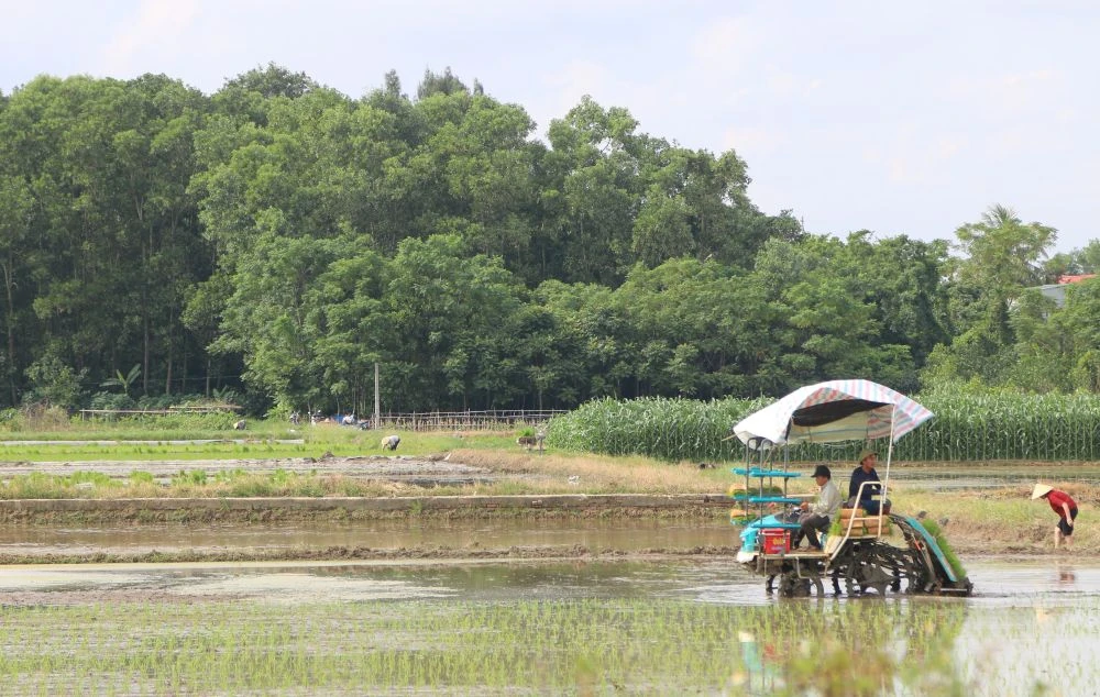 Thanh Hóa hỗ trợ 90 triệu đồng/ha phát triển vùng lúa hữu cơ