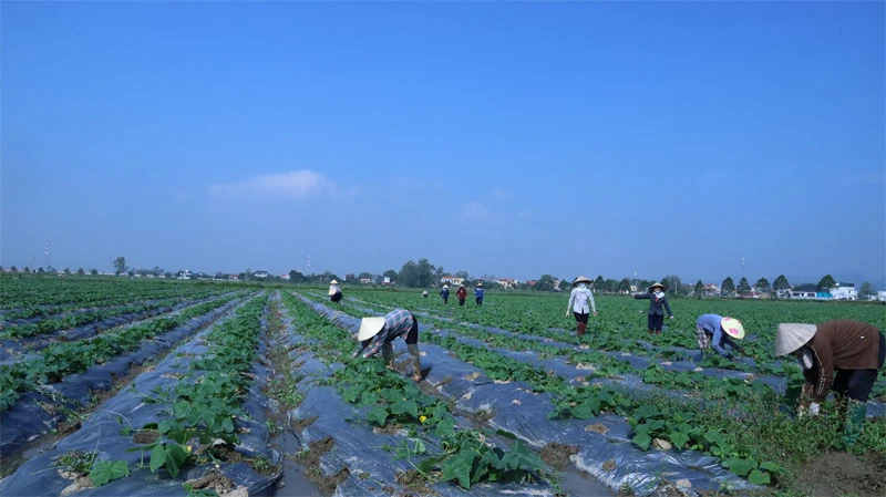 Ba Đình mở rộng không gian phát triển, tạo động lực tăng thu nhập cho người dân