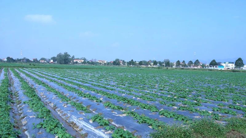 Ba Đình mở rộng không gian phát triển, tạo động lực tăng thu nhập cho người dân