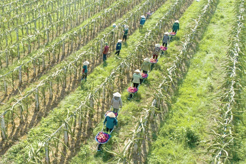 Kỳ vọng nông nghiệp công nghệ cao tiếp tục tạo đột phá