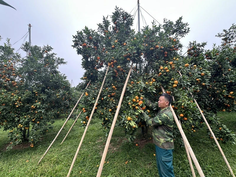 Xuân Bình khai thác tiềm năng, lợi thế phát triển kinh tế