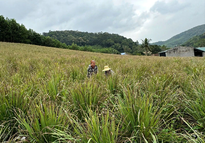 Thành Vinh đưa nghị quyết đại hội đảng bộ vào cuộc sống