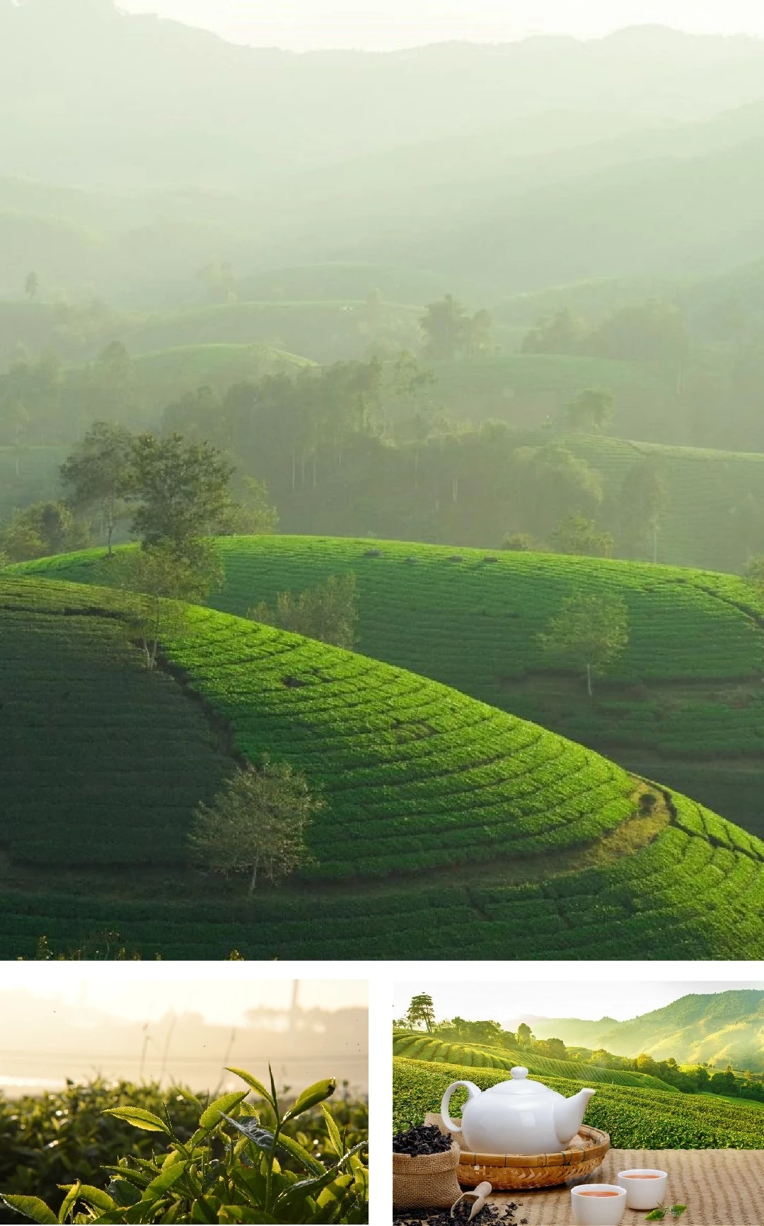 [E-Magazine]: Đằm thắm hương trà hoa mùa sương