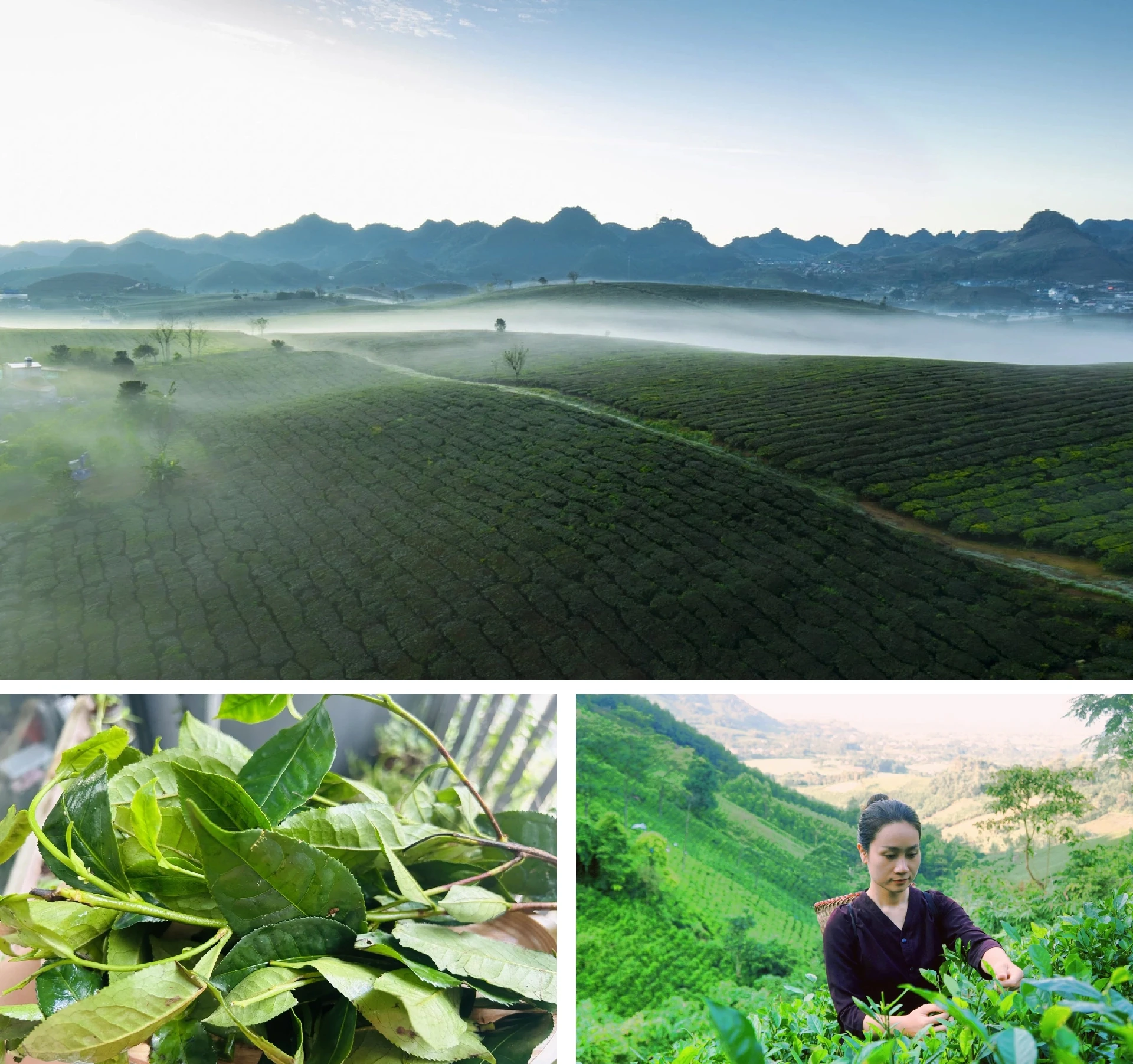 [E-Magazine]: Đằm thắm hương trà hoa mùa sương